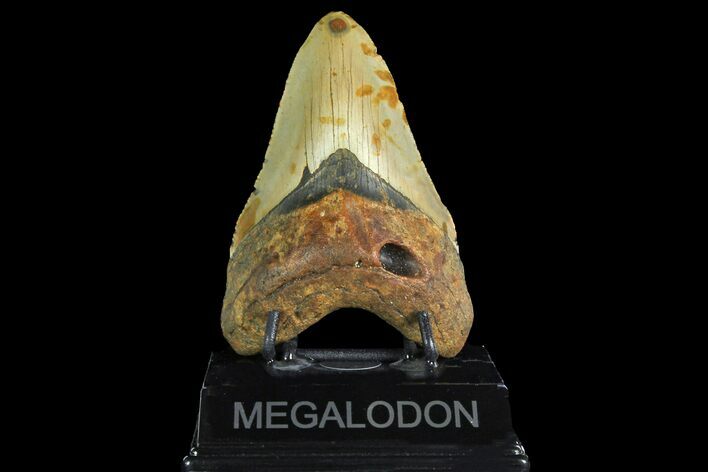 Fossil Megalodon Tooth - North Carolina #167009